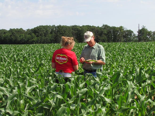 Del Monte Entomologist & corn scout looking for pests