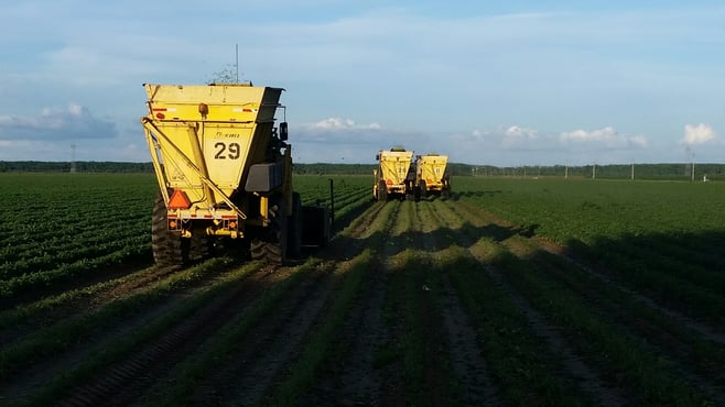 First Bean Field in AR