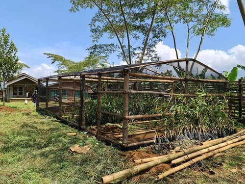 MAMACILA tree nursery (1)