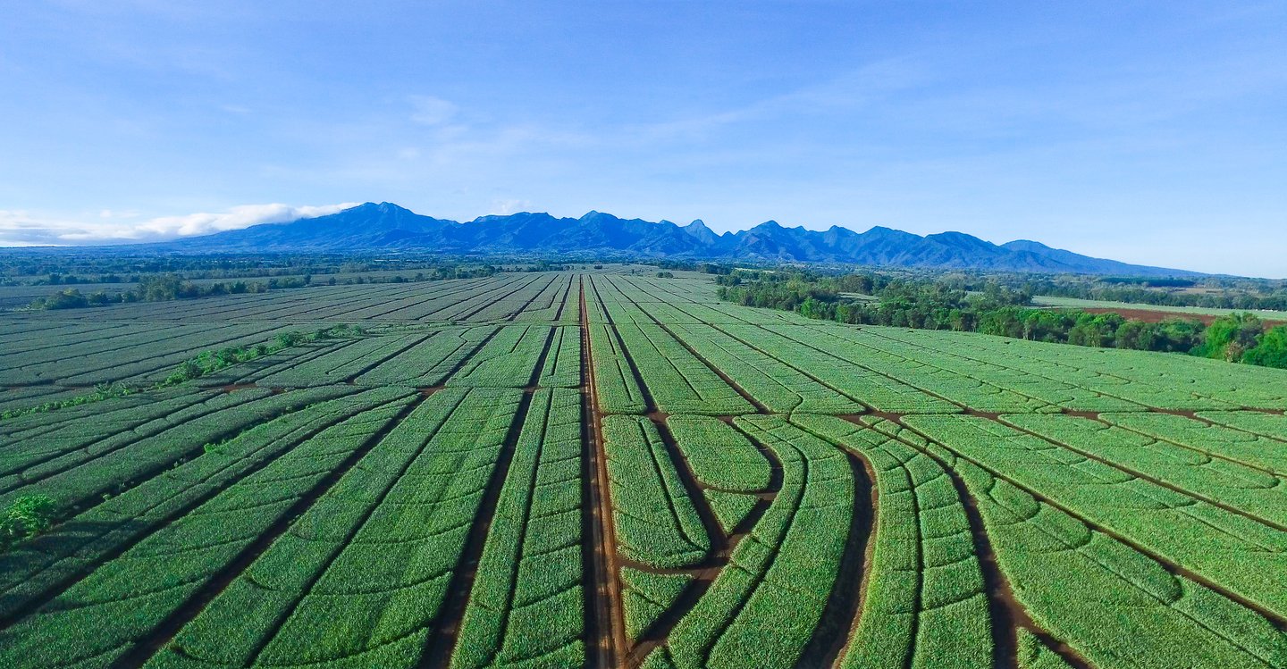 Rows of pineapple plants at the Del Monte plantation in Bukidnon