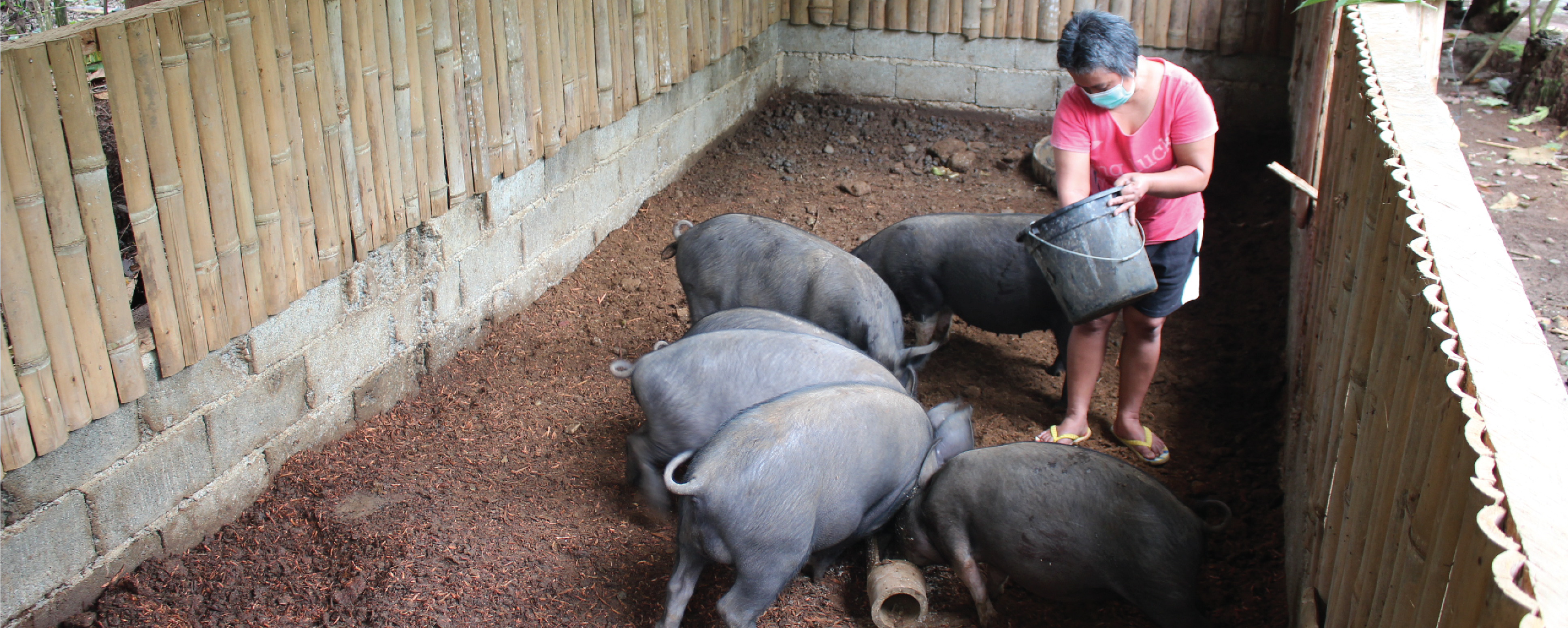 swine raising-01